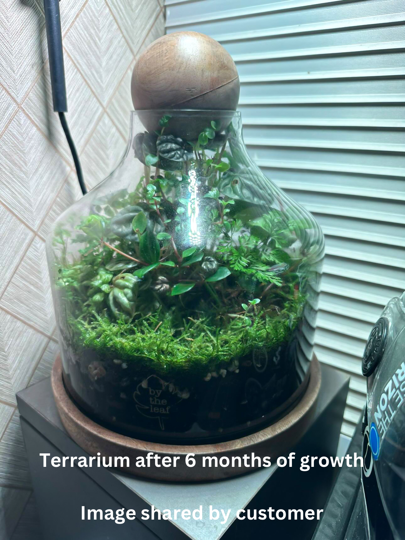 Tropical Dreams In A Decanter Terrarium