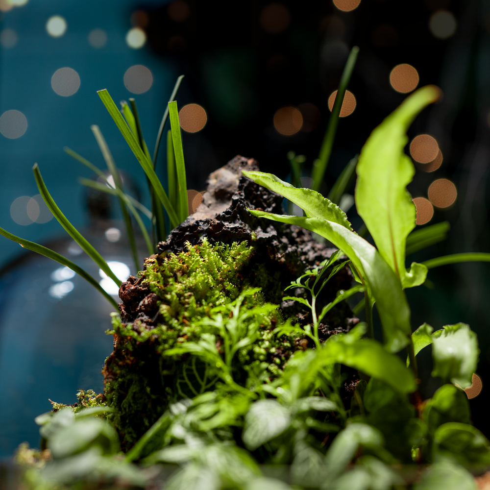 The Cloche Terrarium