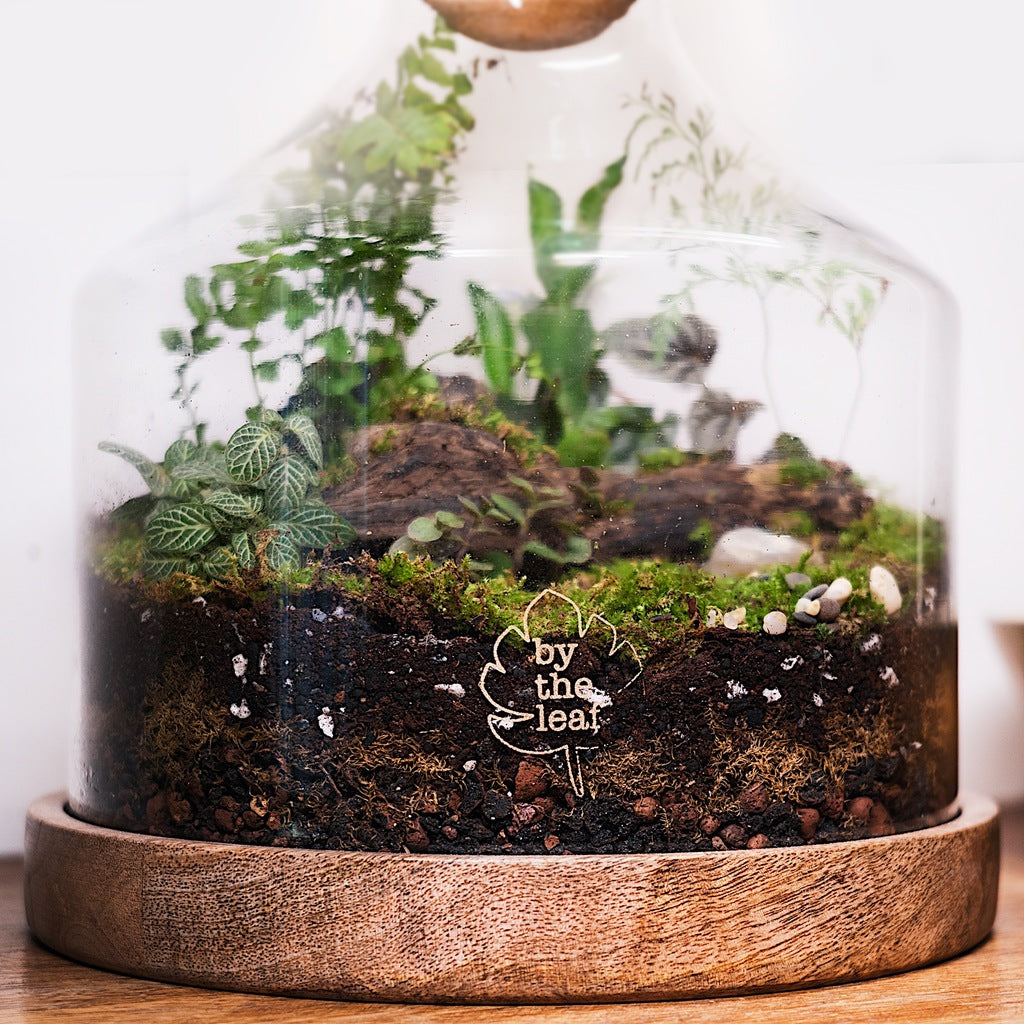 Terrariums In India