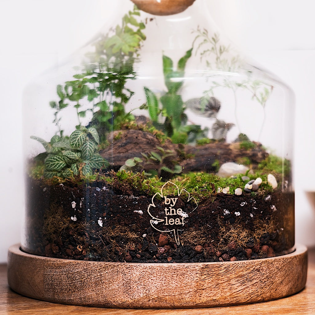 Terrariums In India