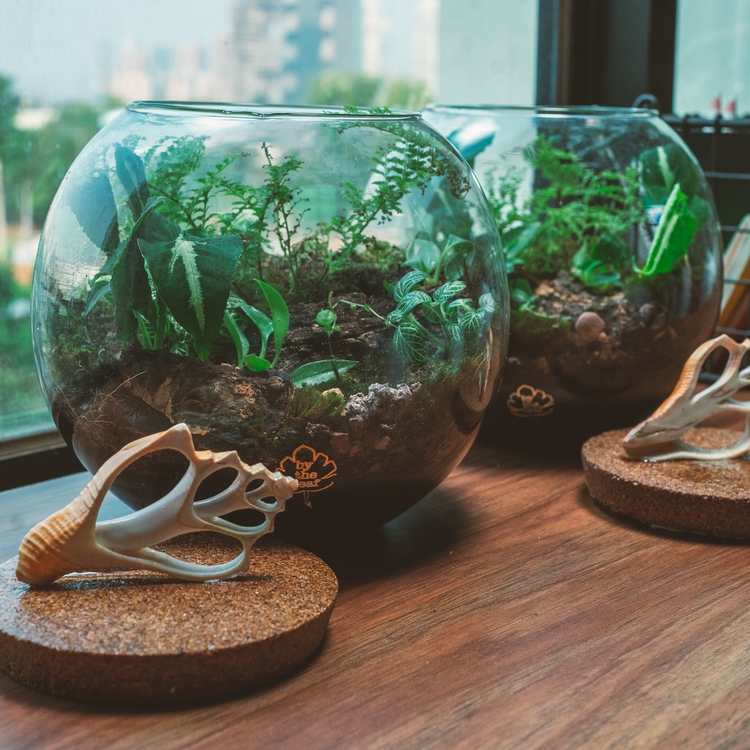 Between The Barks Terrarium