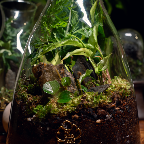 A Piece of Forest Terrarium