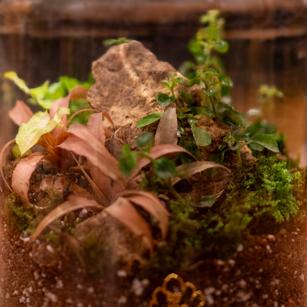 DIY Terrarium Kit 4.0