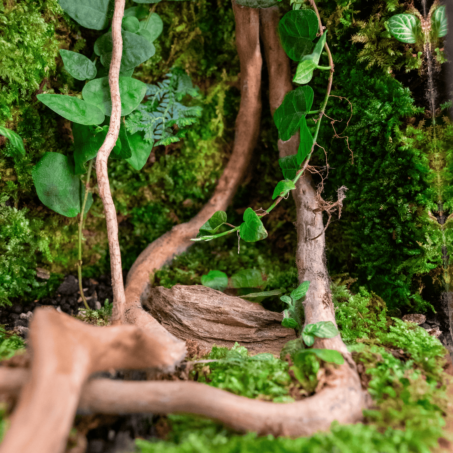 Geometric Moss Wall Terrarium