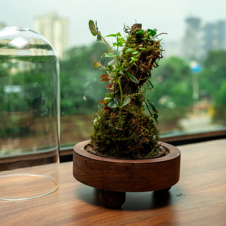 Terrariums for gifting