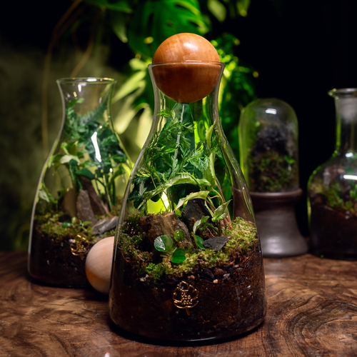 A Piece of Forest Terrarium