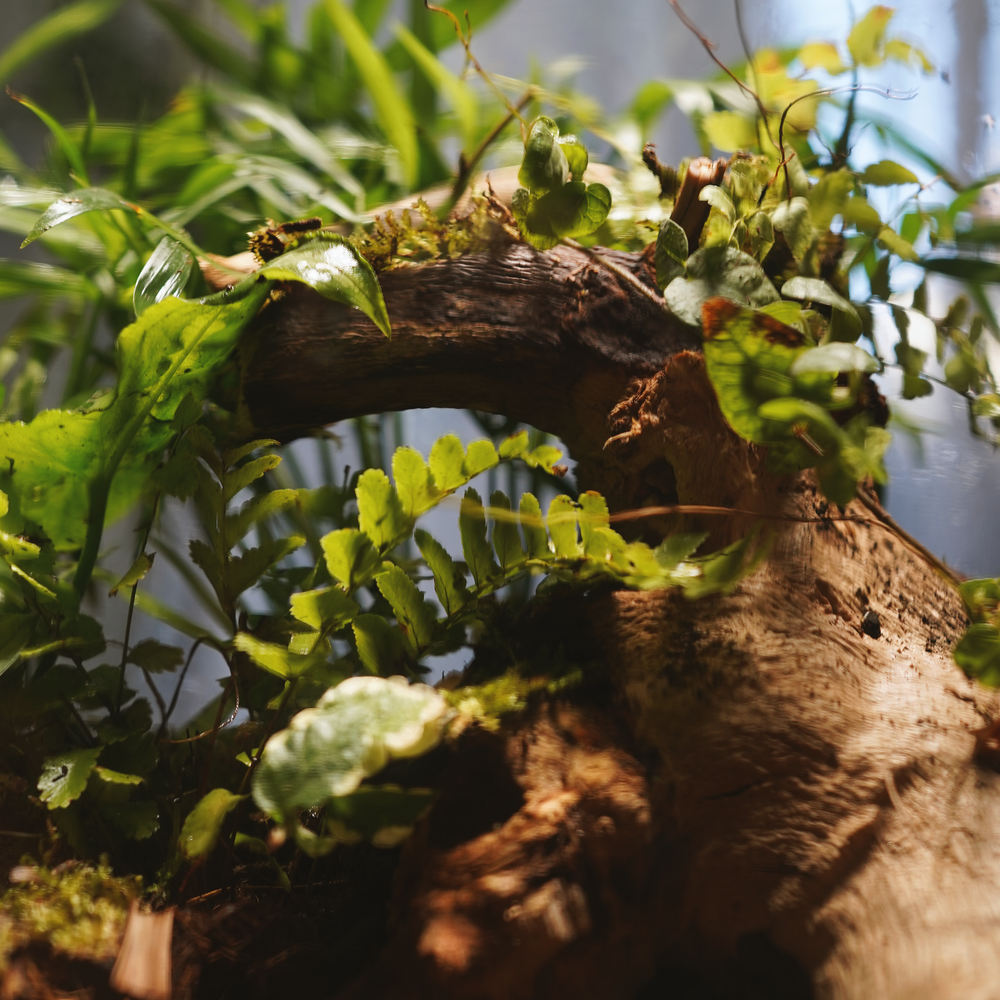 Behind the wall Terrarium
