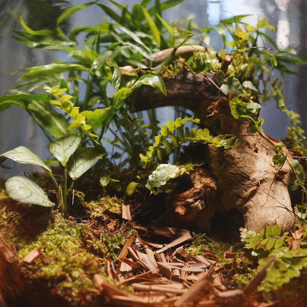 Behind the wall Terrarium