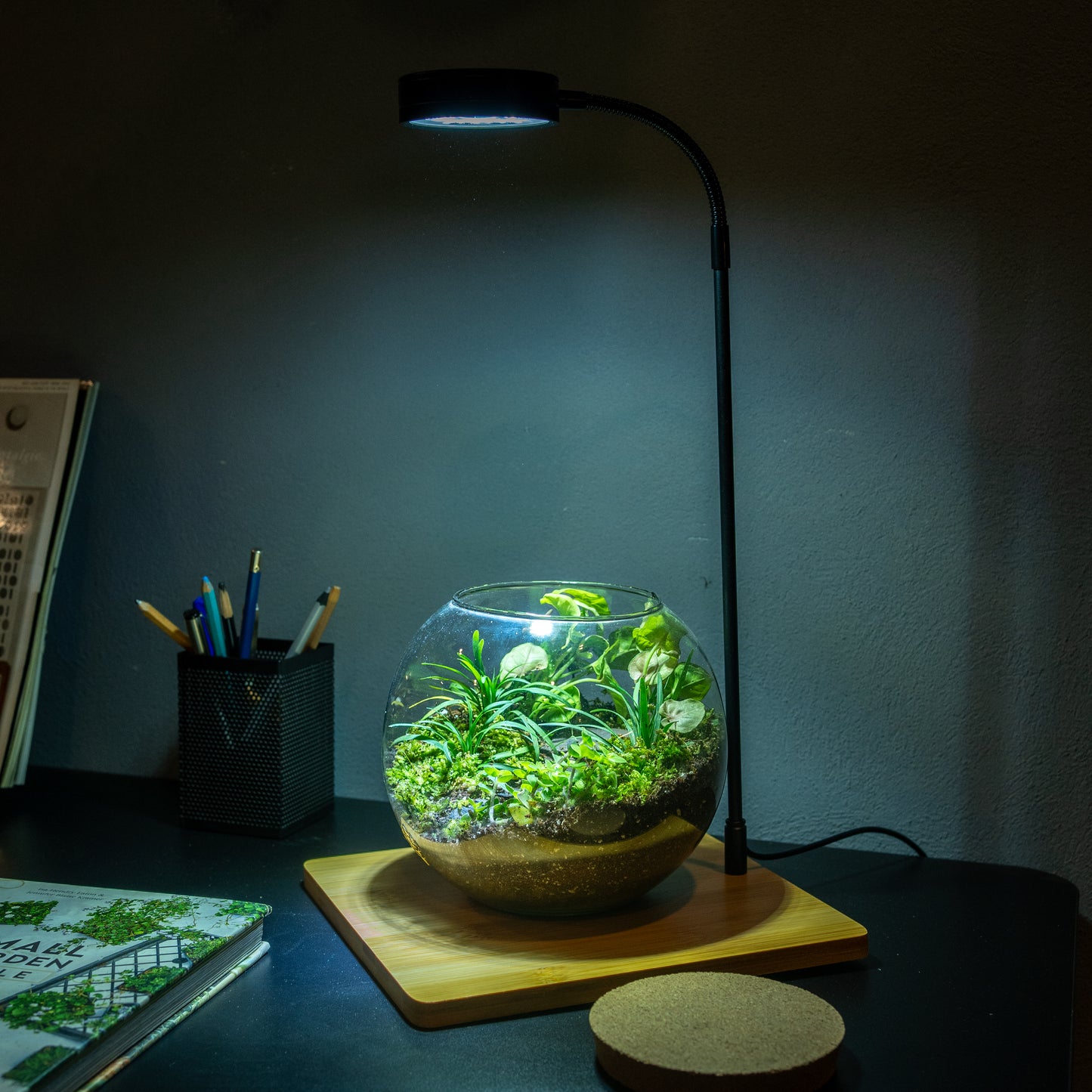 Terrarium Light With Wooden Base