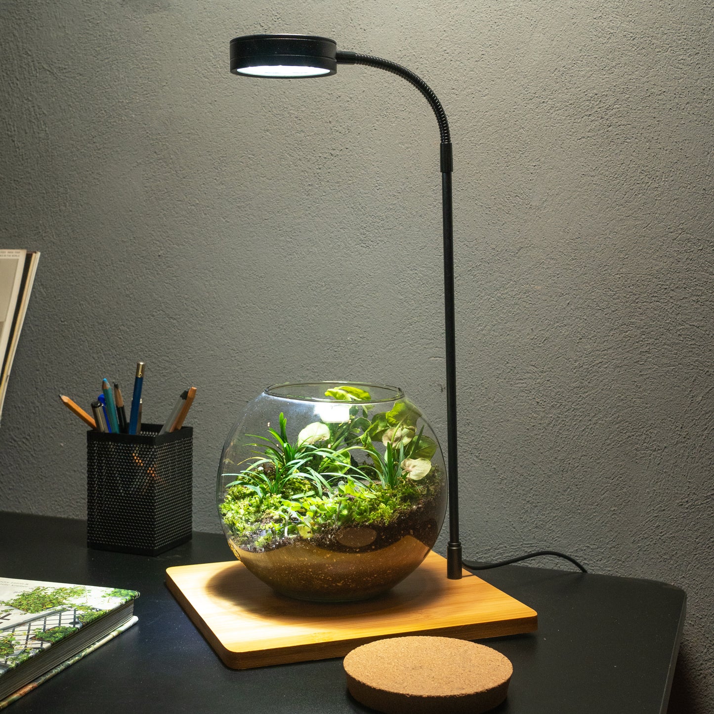 Terrarium Light With Wooden Base