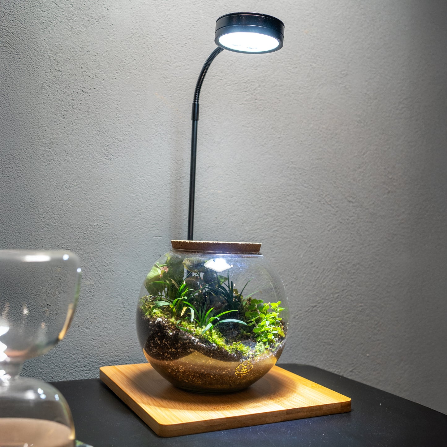 Terrarium Light With Wooden Base