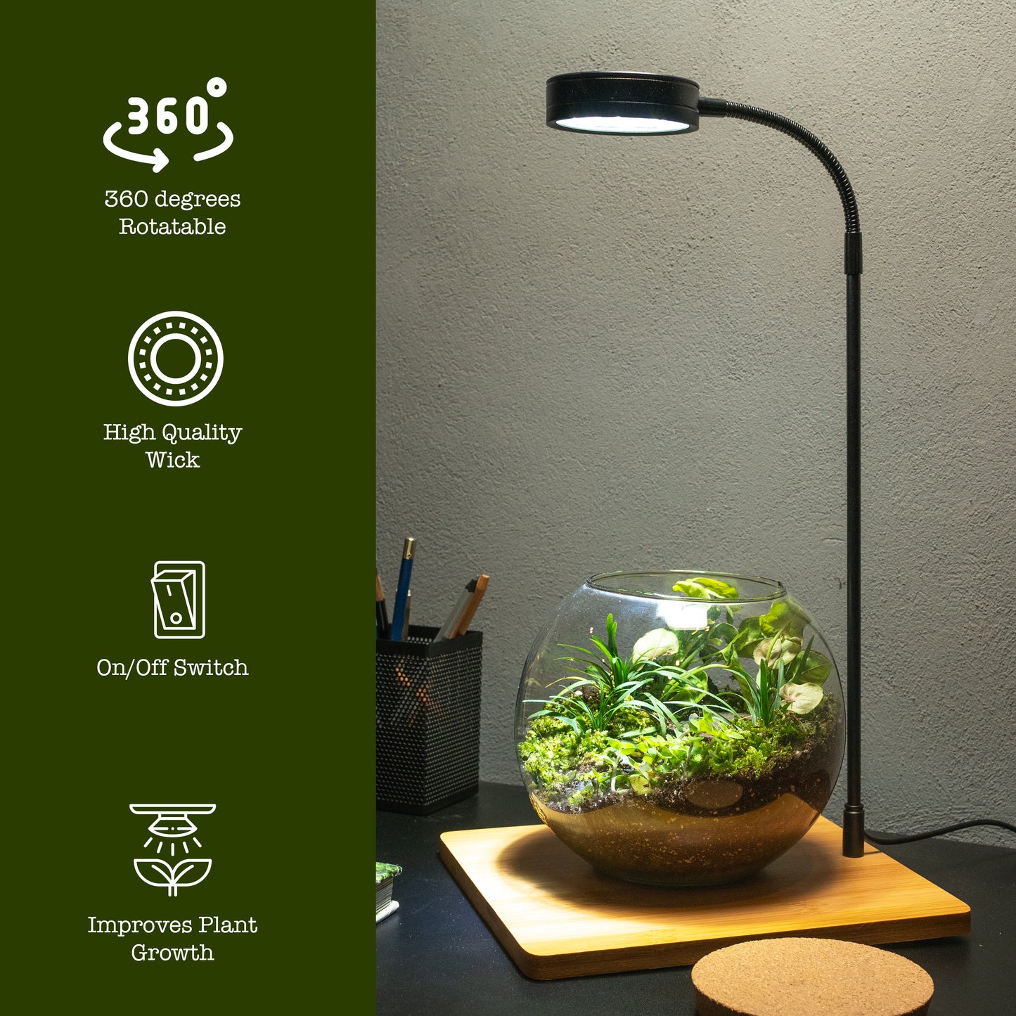 Terrarium Light With Wooden Base