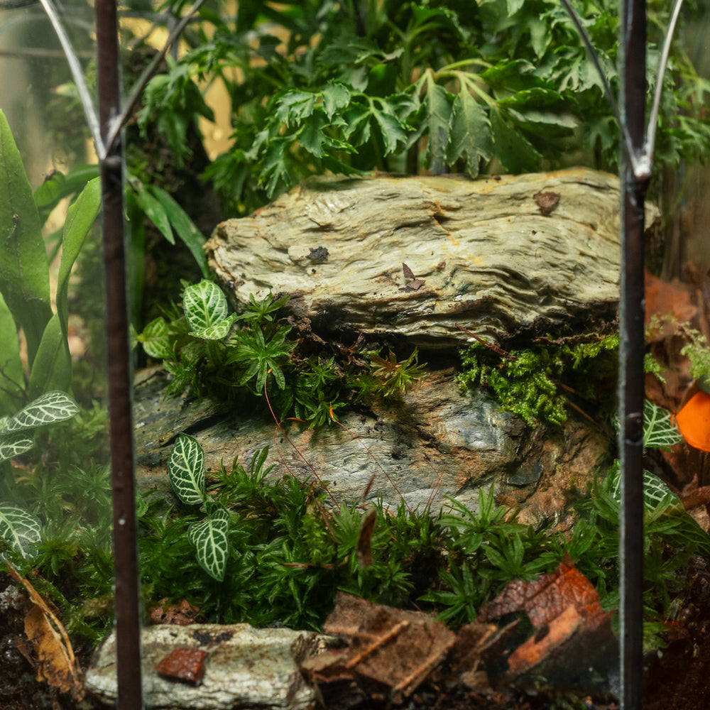 A Place Called Solitude Terrarium