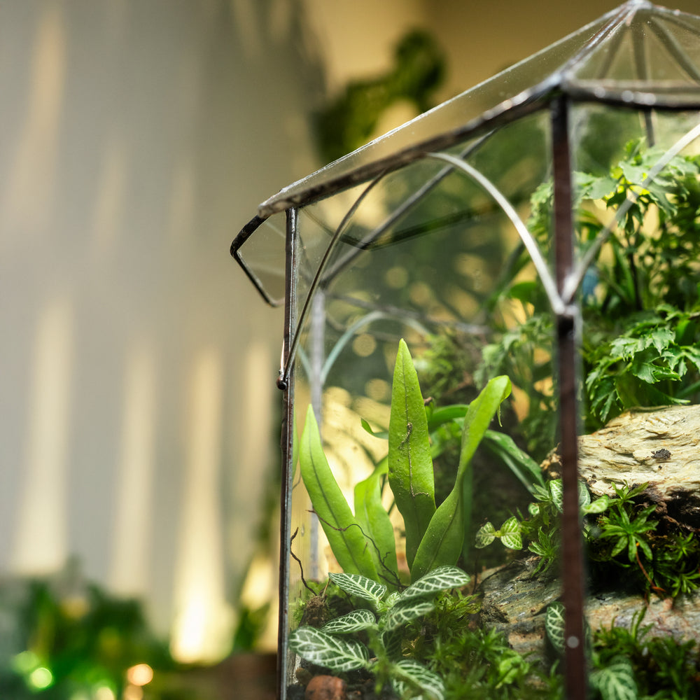 A Place Called Solitude Terrarium