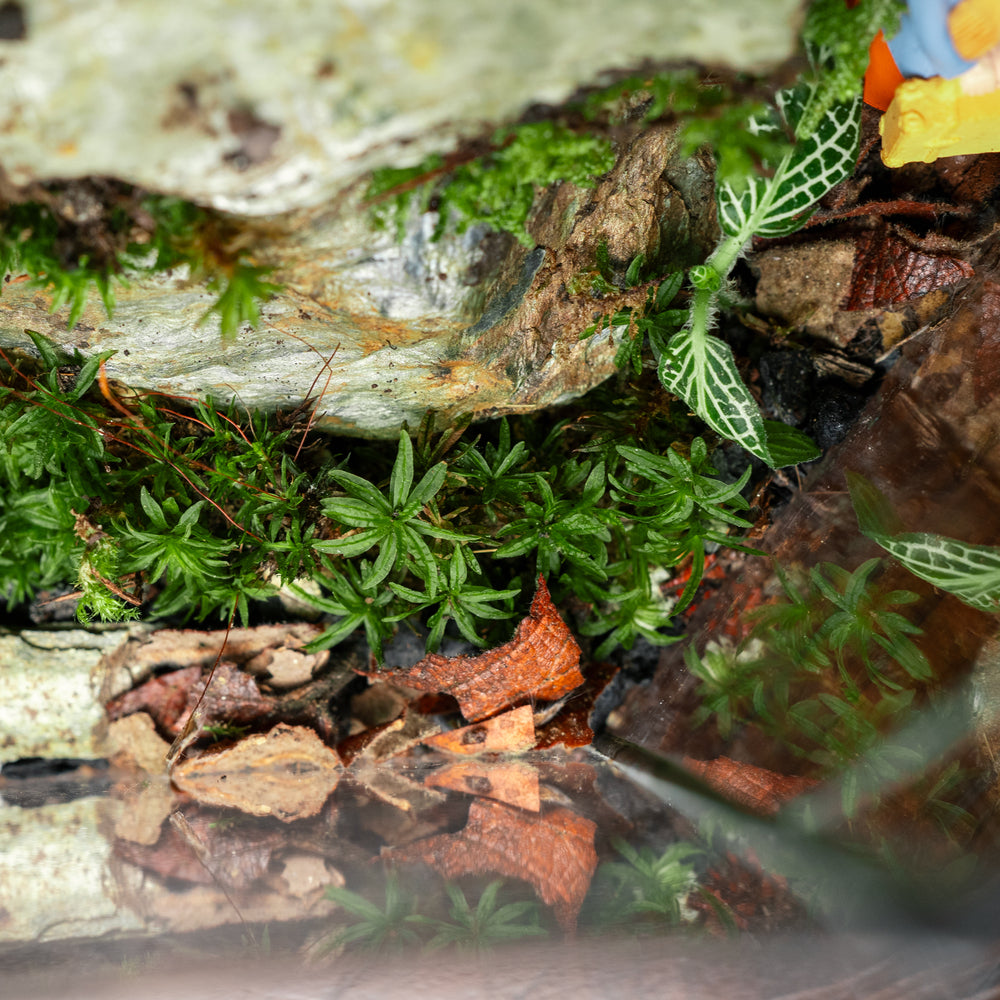 A Place Called Solitude Terrarium