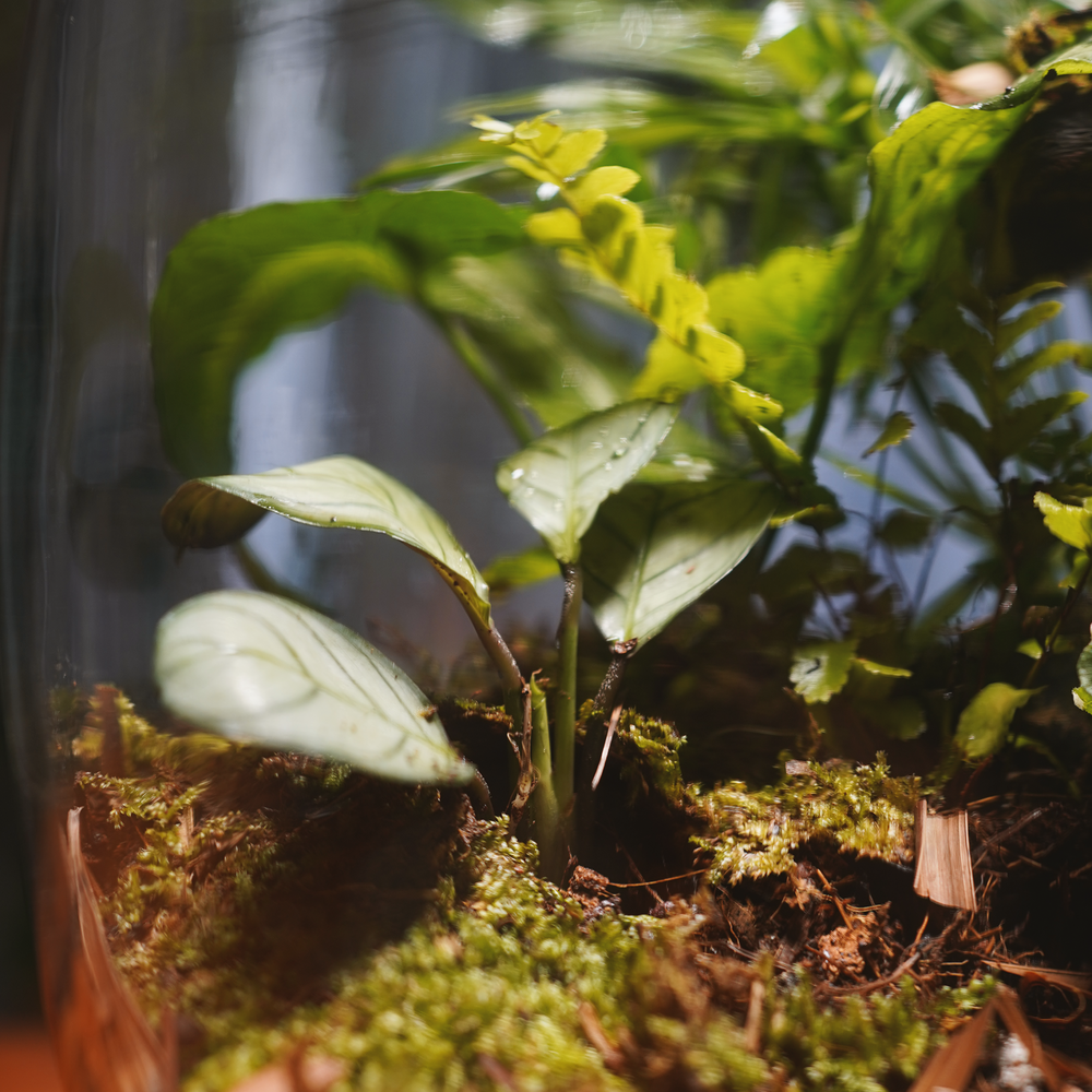 Behind the wall Terrarium