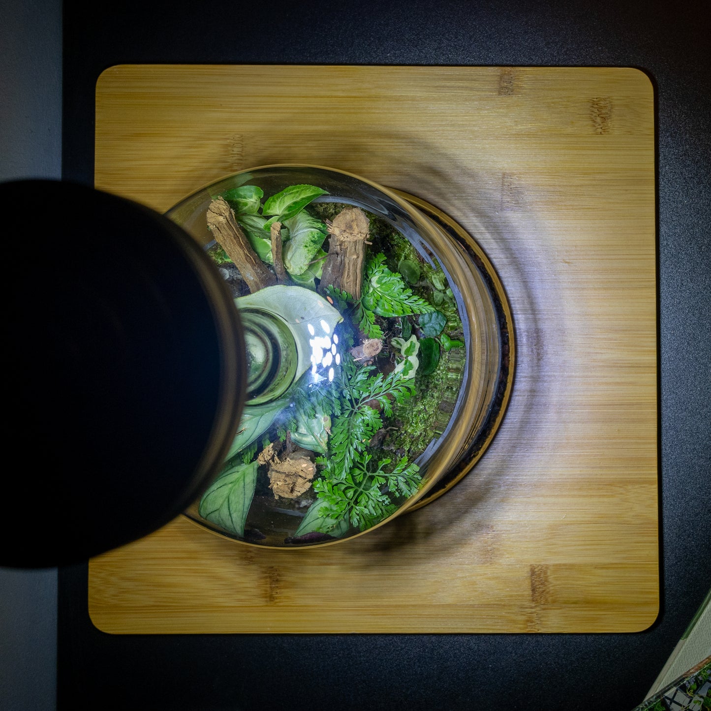 Terrarium Light With Wooden Base