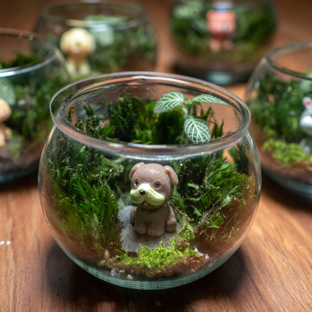 Terrariums bytheleaf