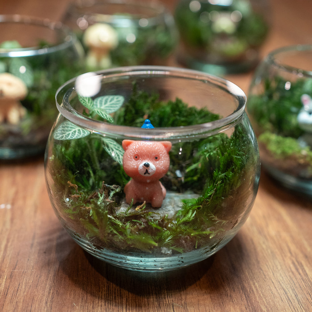 Terrariums online bytheleaf