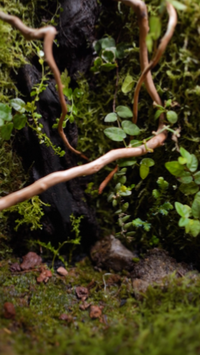 Terrariums india bytheleaf
