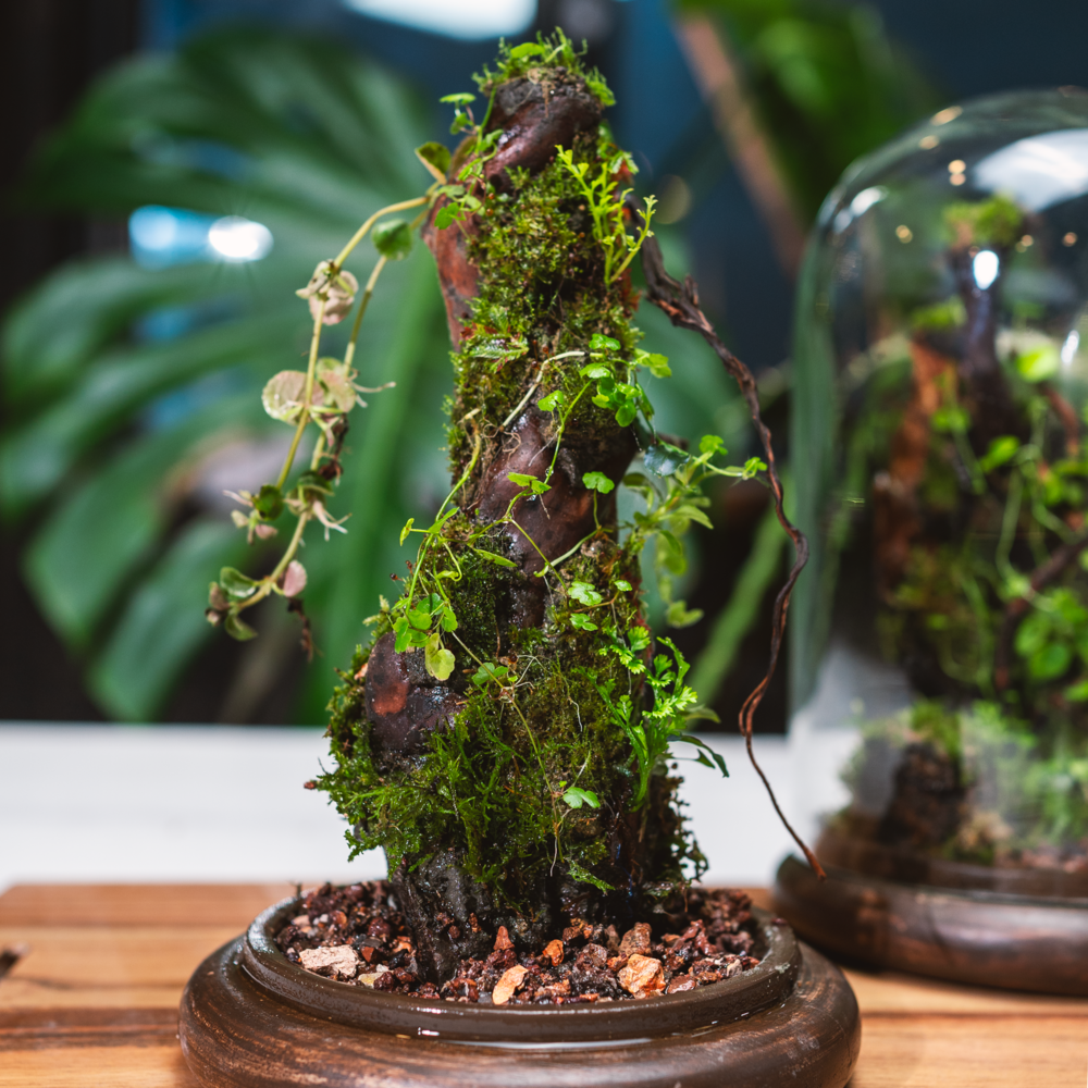 The Moss Branch Terrarium