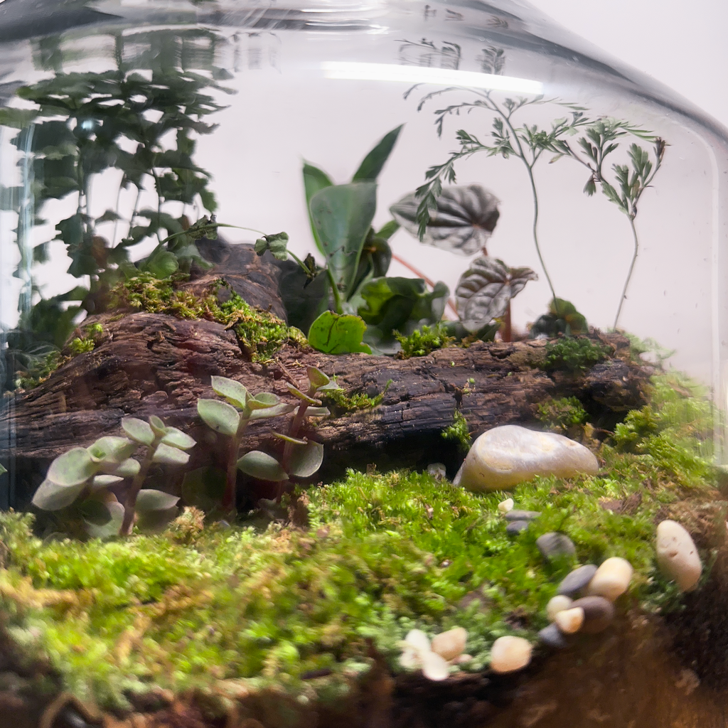 Buy Terrariums In India