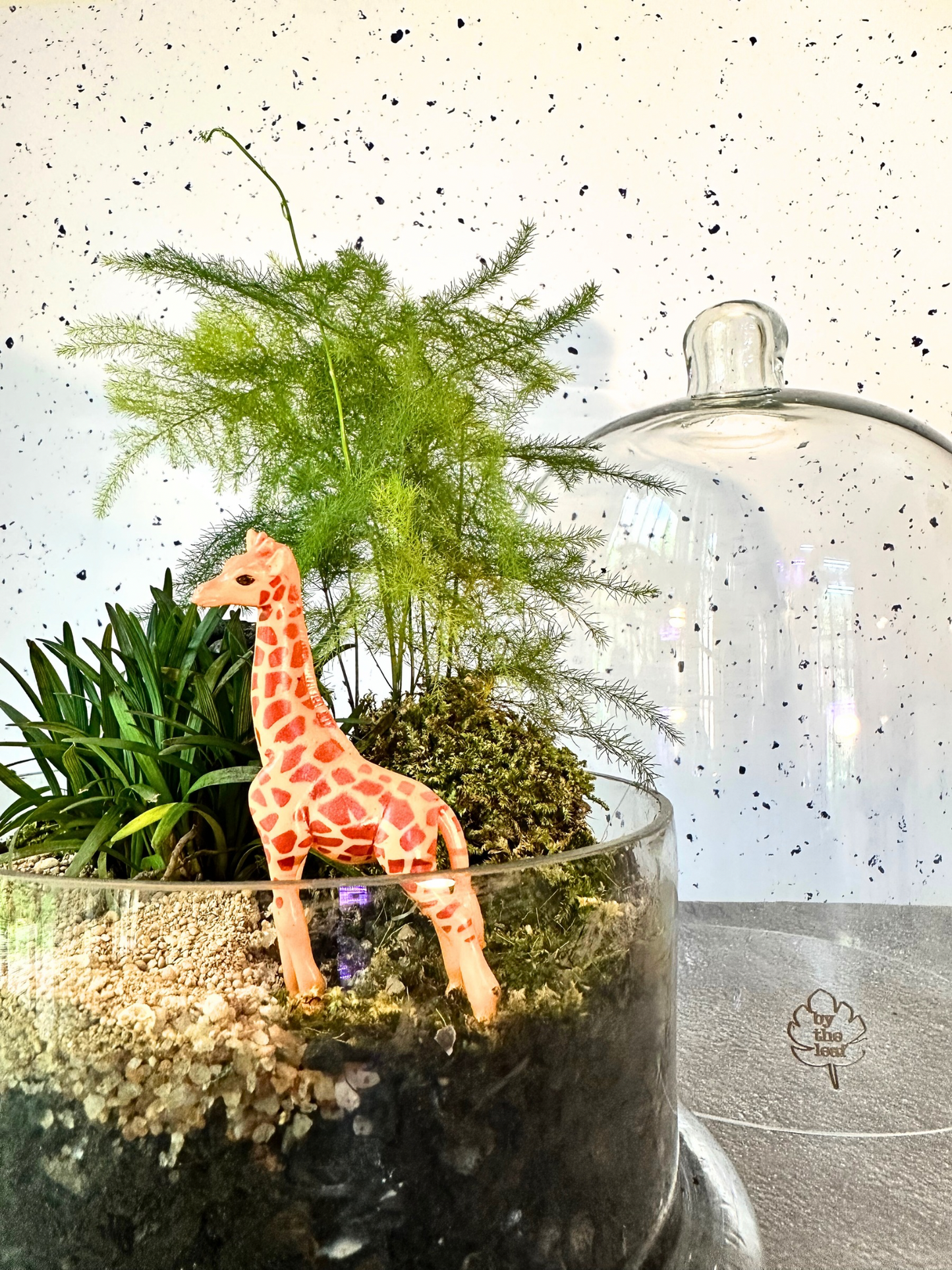 Terrariums in delhi NCR