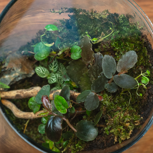 The Moss Wall Terrarium