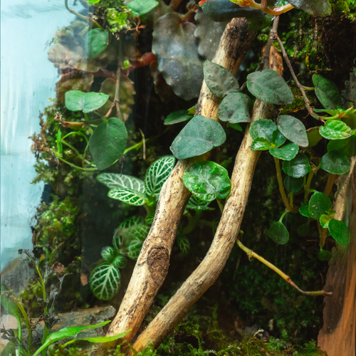 The Moss Wall Terrarium