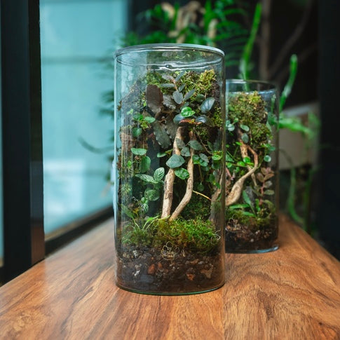 The Moss Wall Terrarium