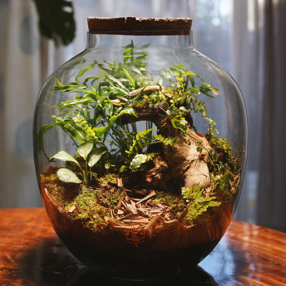 Behind the wall Terrarium