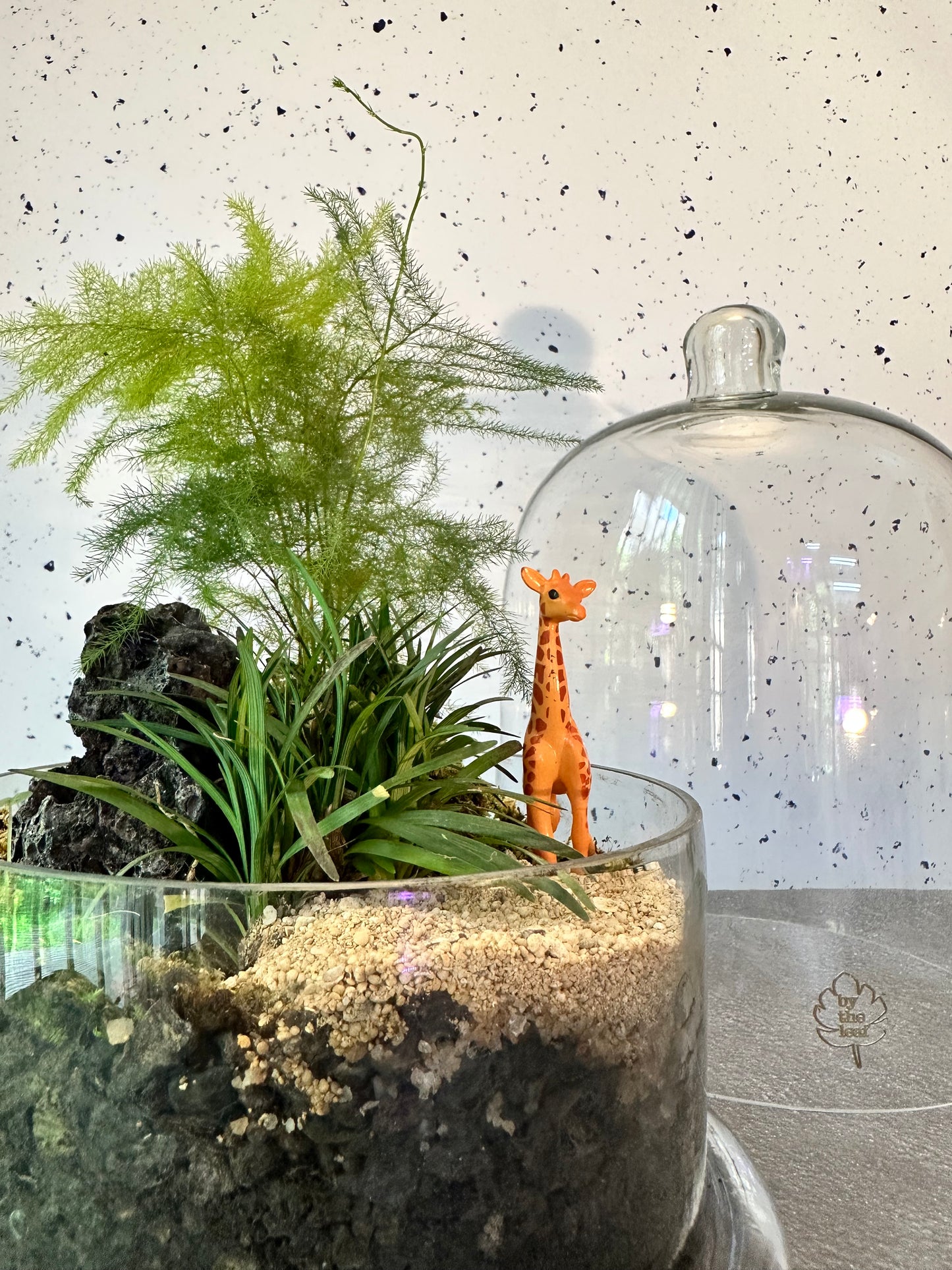 Terrariums online