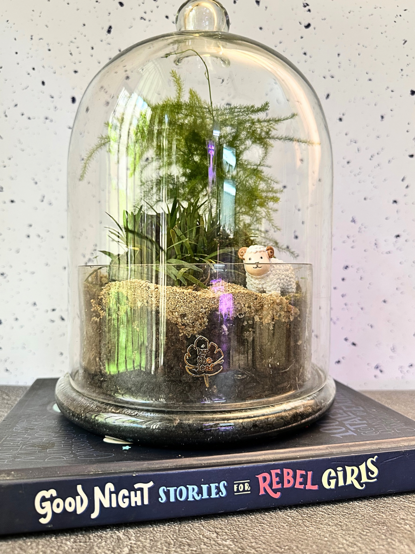 Terrariums In Delhi NCR