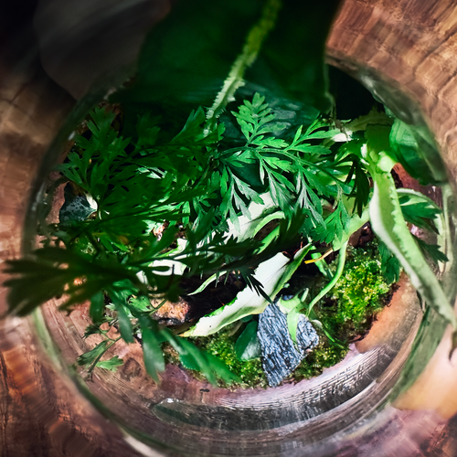 A Piece of Forest Terrarium