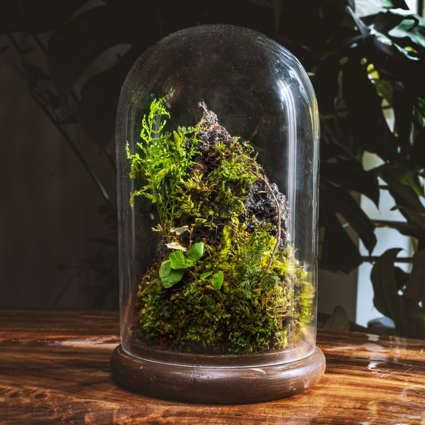 ByTheLeaf DIY Terrarium Kit with Live Plants and Moss