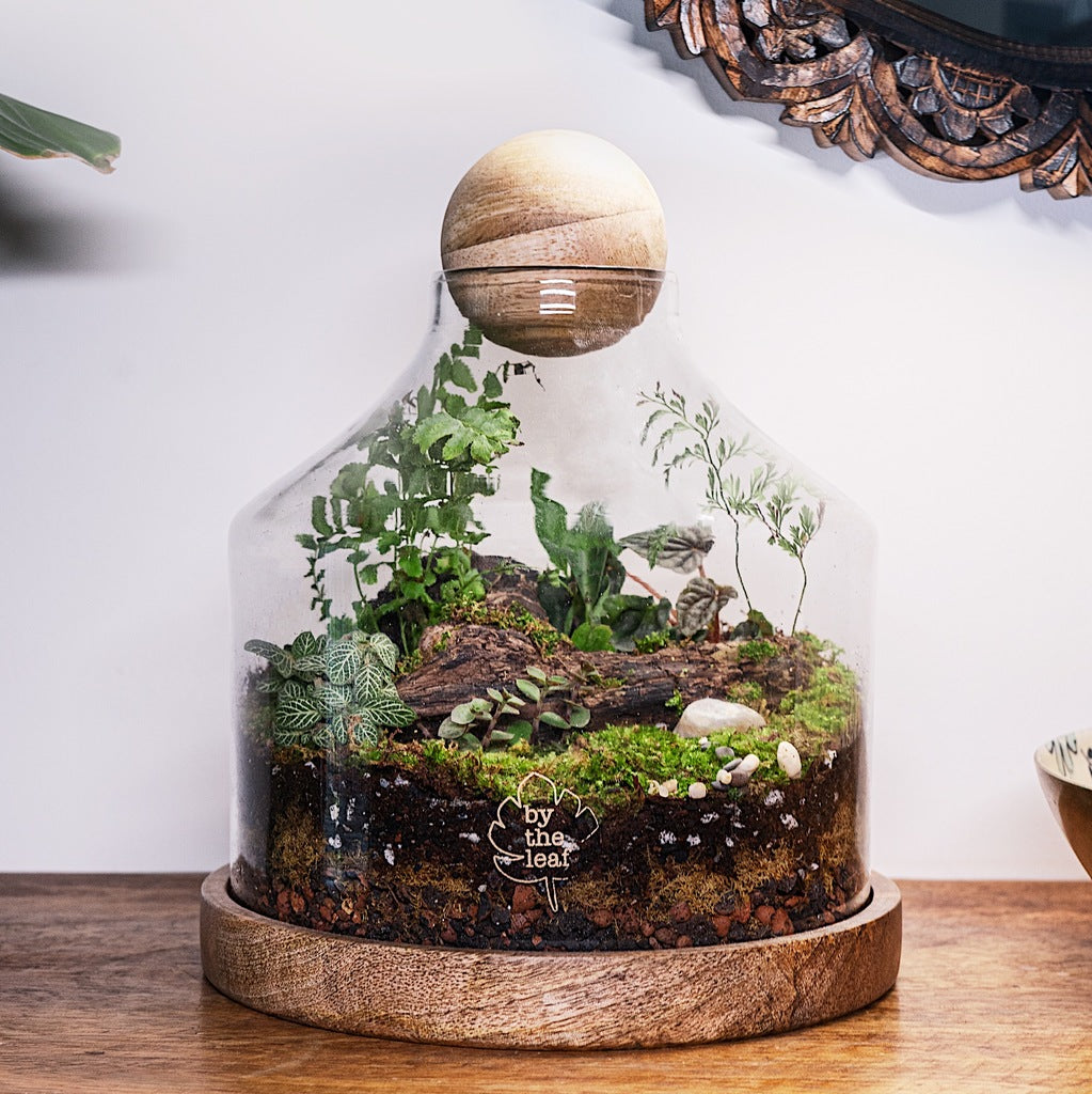 plants for terrarium in india Tropical Dreams In A Decanter Terrarium – bytheleaf