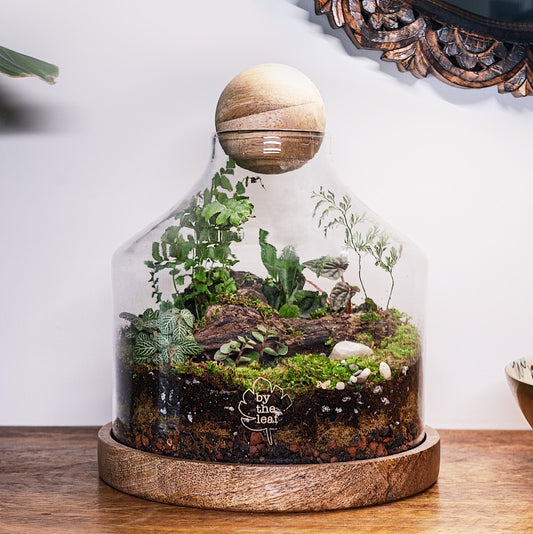 Terrariums In Delhi NCR