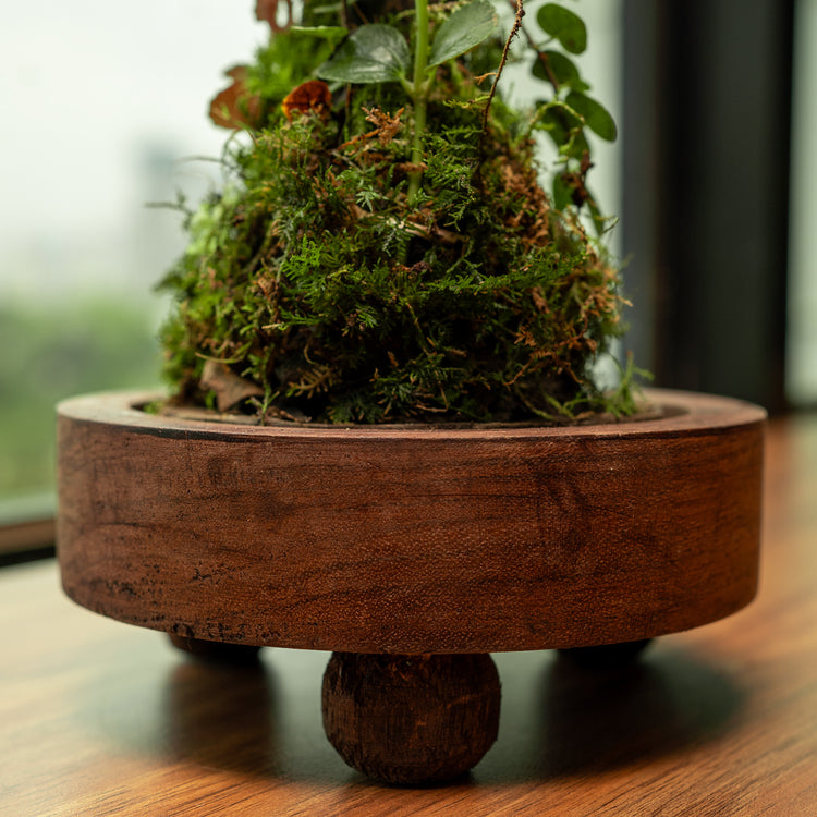 Terrariums for gifting bytheleaf