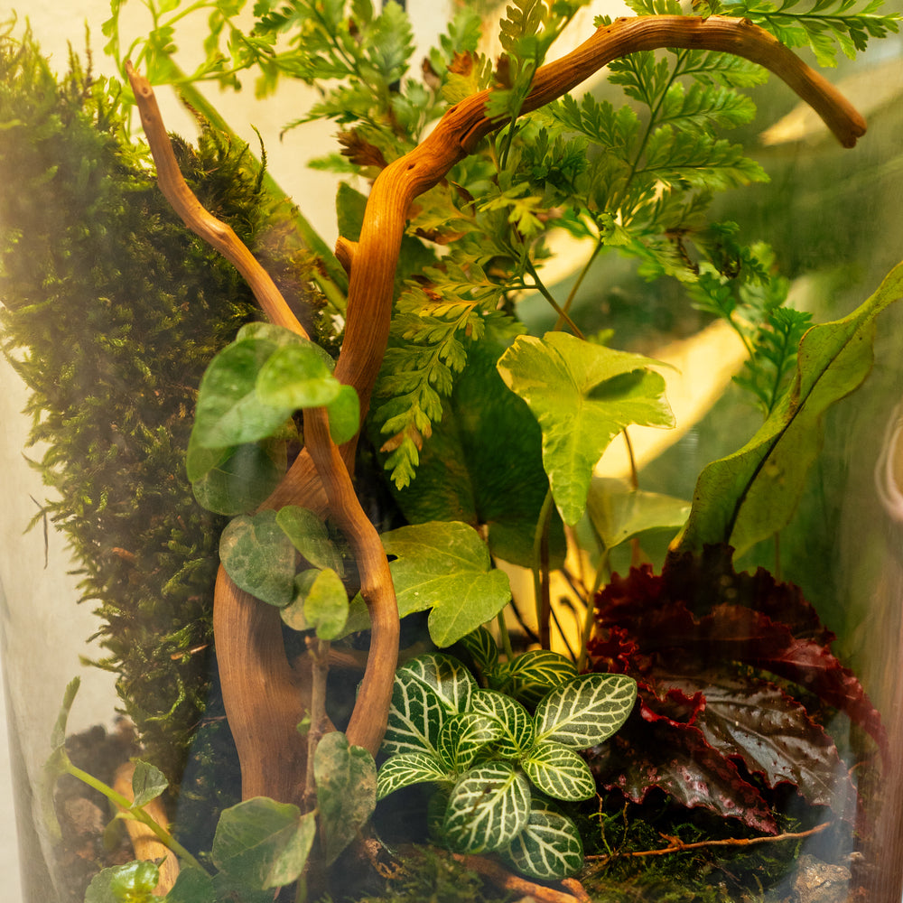 Terrariums in delhincr bytheleaf