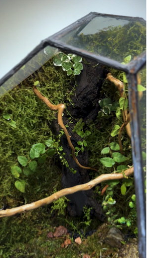 Geometric Terrarium