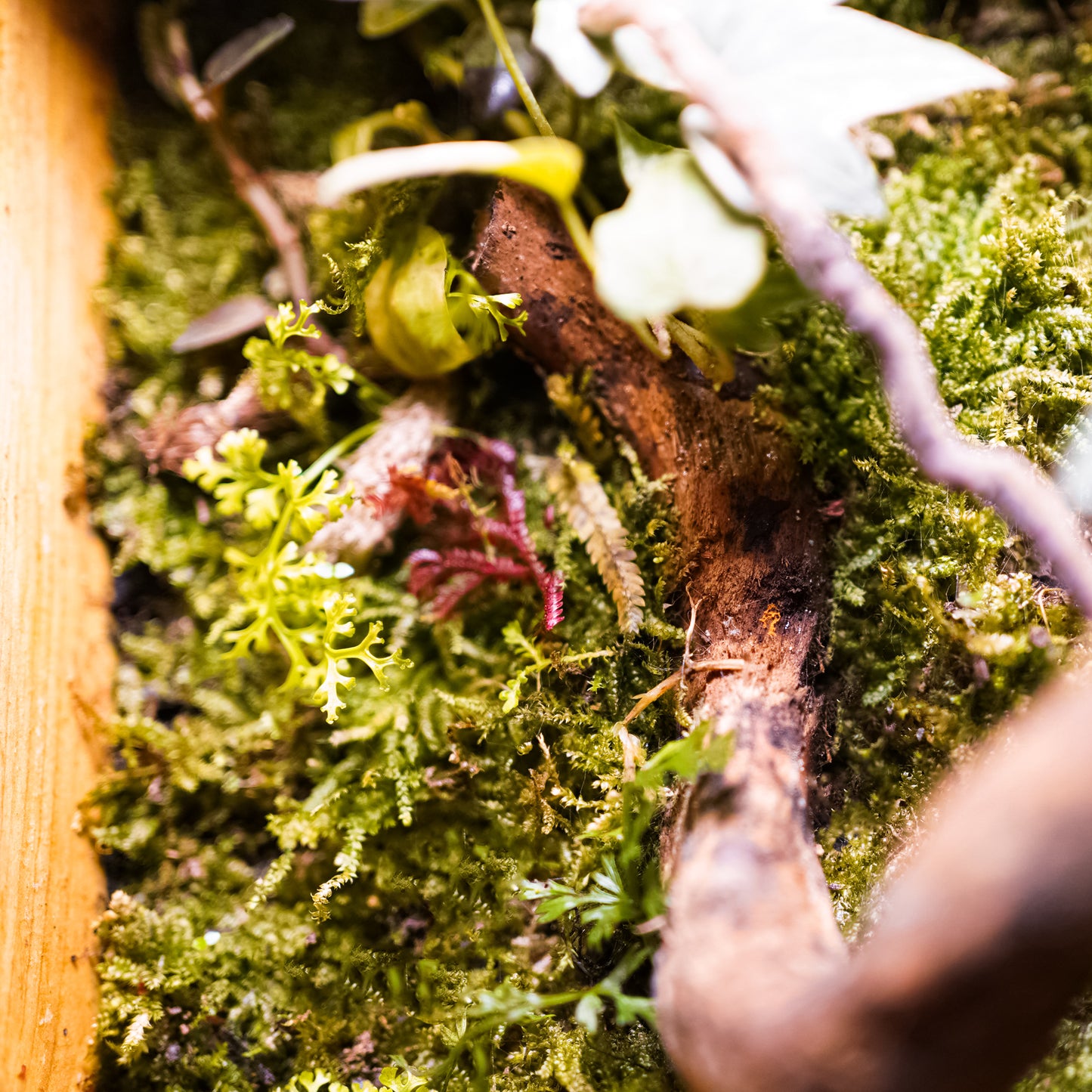 Rainforest On The Wall Terrarium