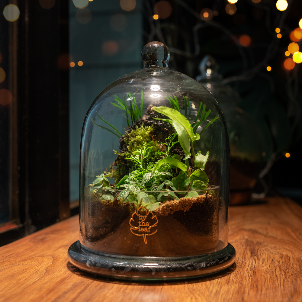 cloche terrarium plants The Cloche Terrarium – bytheleaf