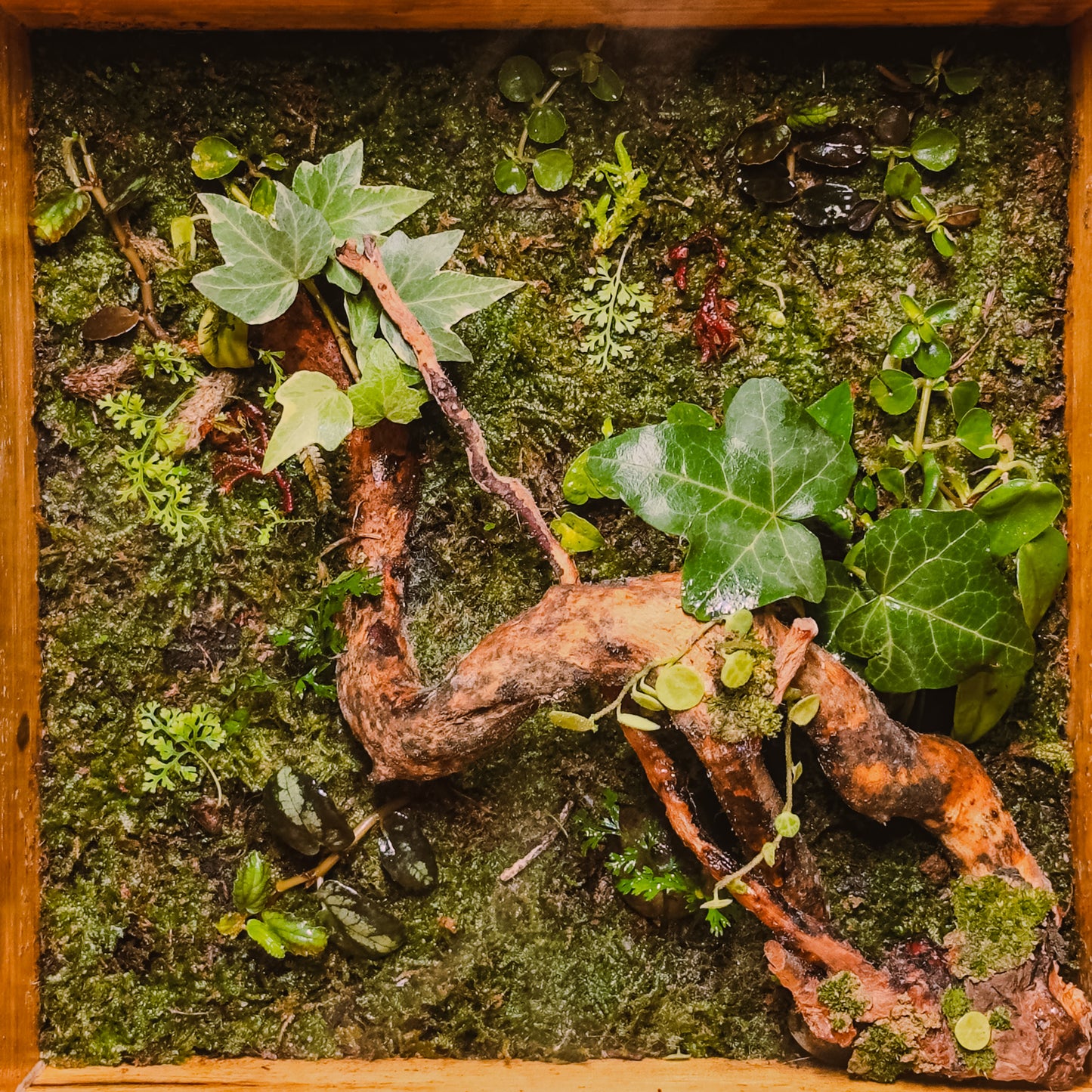 Rainforest On The Wall Terrarium