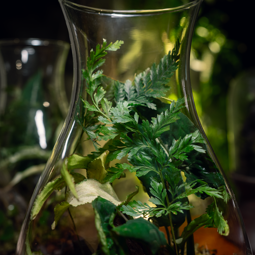 A Piece of Forest Terrarium