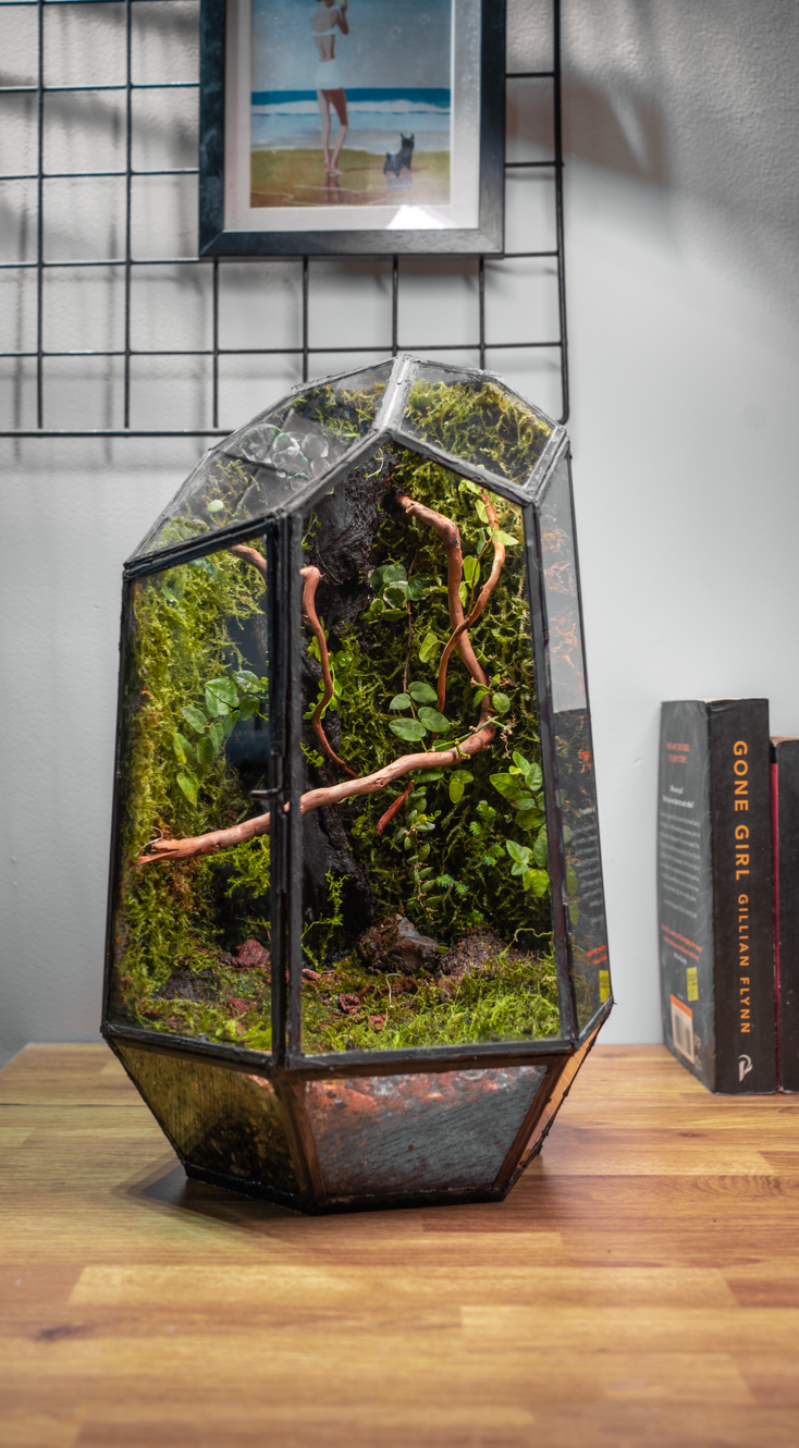 Gurgaon terrariums