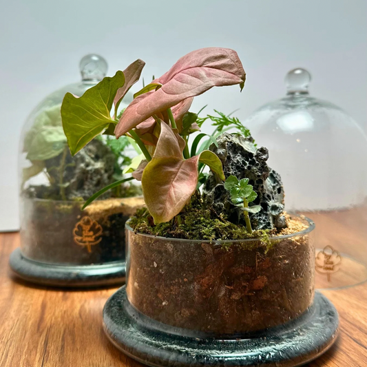 The Cloche Terrarium- Pink