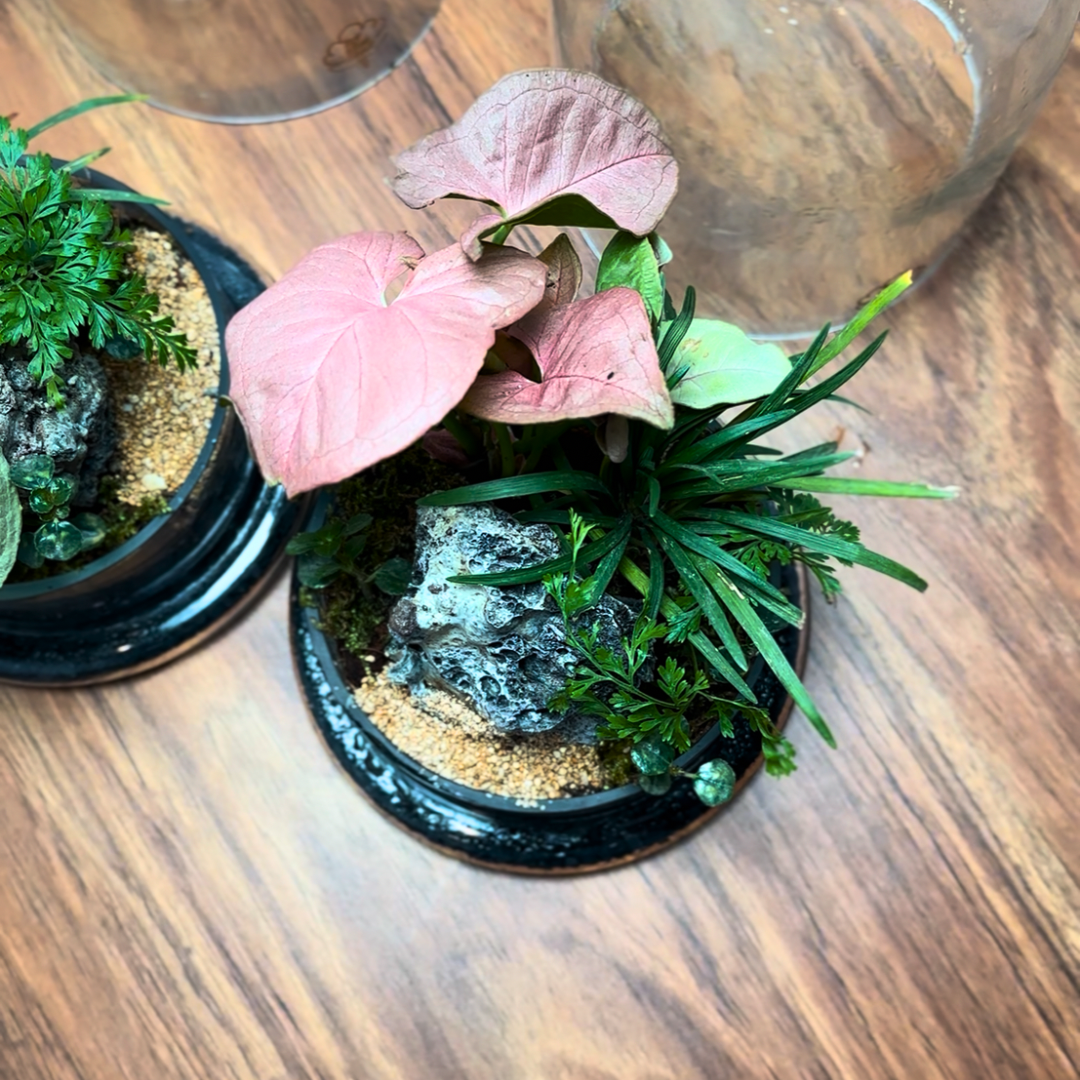 The Cloche Terrarium- Pink