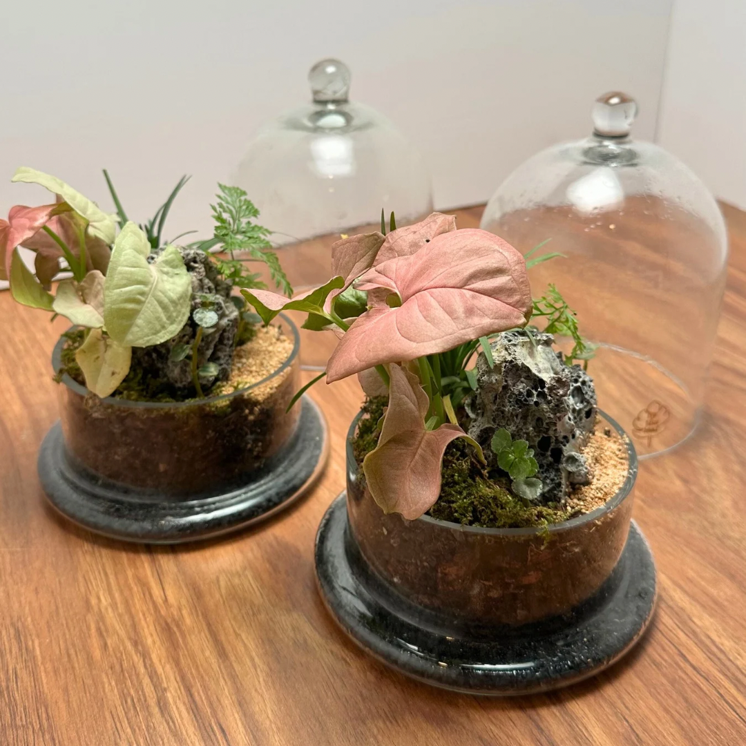 The Cloche Terrarium- Pink