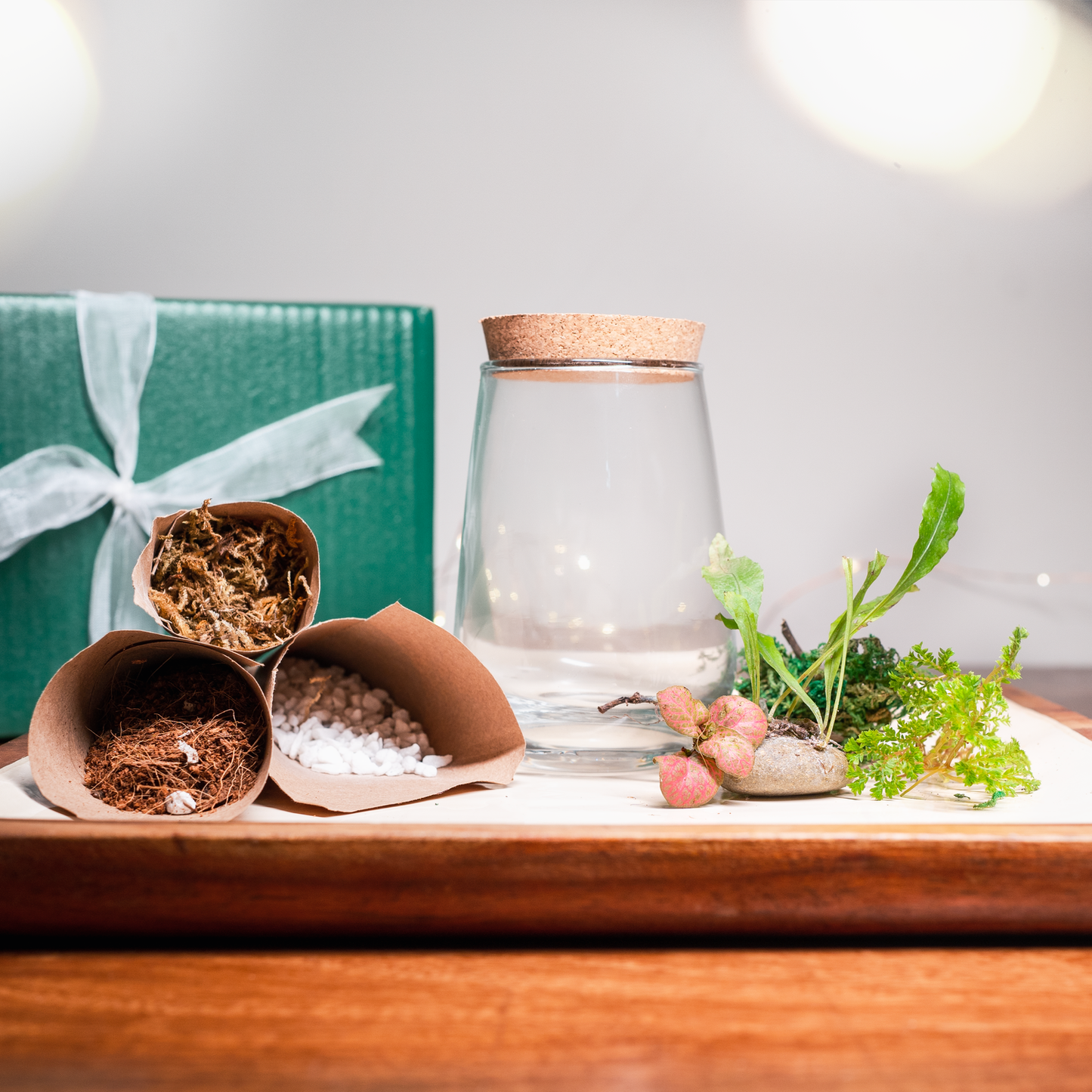 DIY Terrarium Kit India