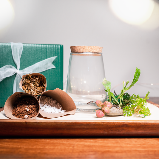 DIY Terrarium Kit India